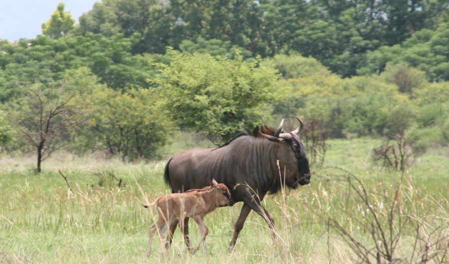 Commercial Property for Sale in La Camargue Private Country Estate North West